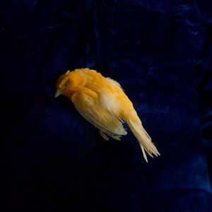 初女自我安慰伸缩
